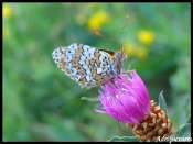 papillon