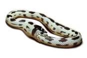serpent
