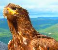 AIGLE