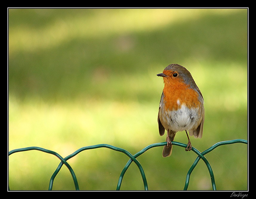 Erithacus Rubecula 100304063528440185562737