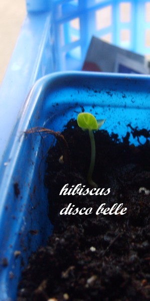 Hibiscus disco bell (semis) 100312102205547765616780