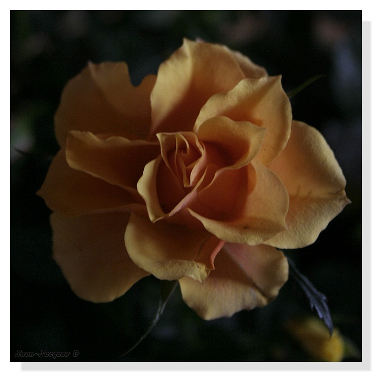 Rose 101