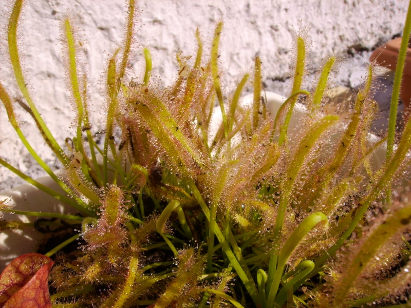 drosera capensis (1)