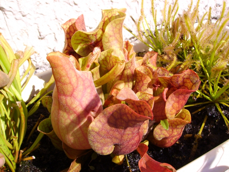 sarracenia purpura7