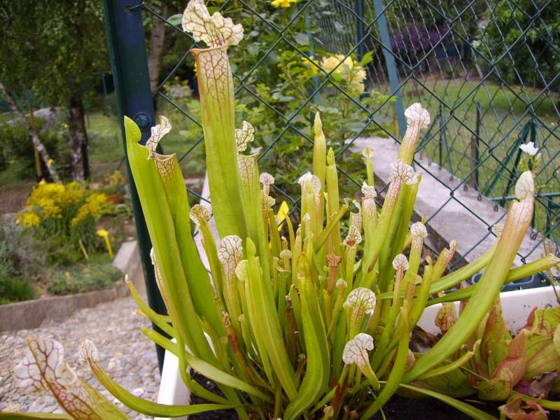 SARACENIA RUBRA (6)