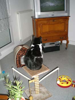 Luce, petite chatte noire et blanche, très caline (née vers 2006) - Page 3 100321082744713855676775