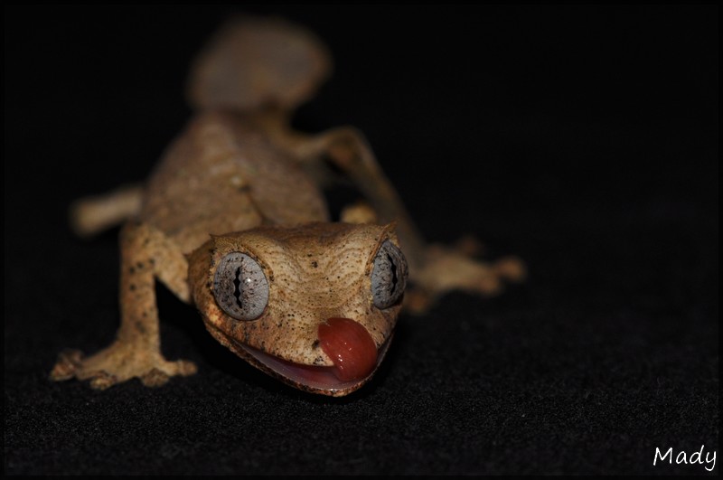 Quelques photos d'Uroplatus 100324013553546175693282