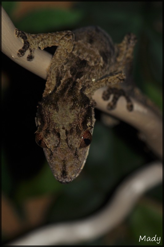 Quelques photos d'Uroplatus 100324114252546175692769