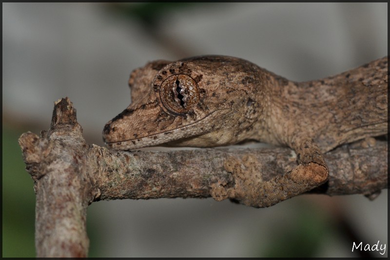 Quelques photos d'Uroplatus 100324114252546175692770