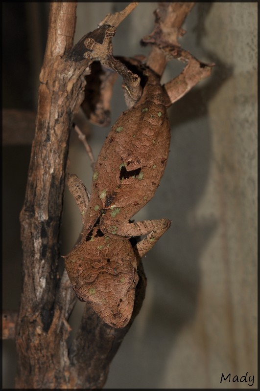 Quelques photos d'Uroplatus 100324114252546175692773