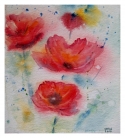 coquelicots
