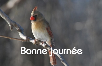 Bonne journée (mercreci 31 mars) 100329020044148915725758