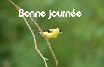 Bonne journée (jeudi 1er avril) 100401015453148915746254