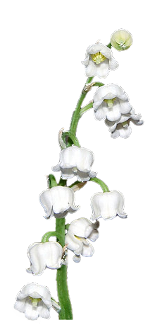 Brin de muguet