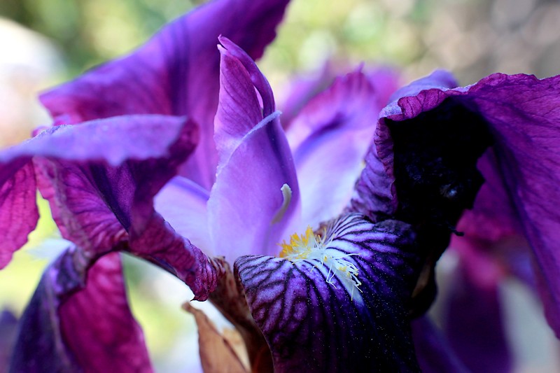 Au Coeur de l'Iris 2 10040904503045325797656