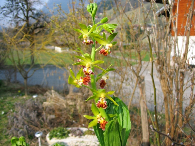 calanthe