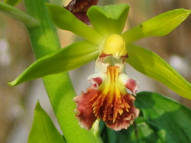 calanthe