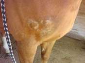 temoignage de problème de peau sur un cheval Mini_1004110931551040685807391