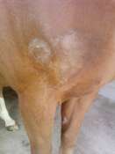 temoignage de problème de peau sur un cheval Mini_1004110931561040685807392