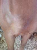 temoignage de problème de peau sur un cheval Mini_1004110931561040685807393