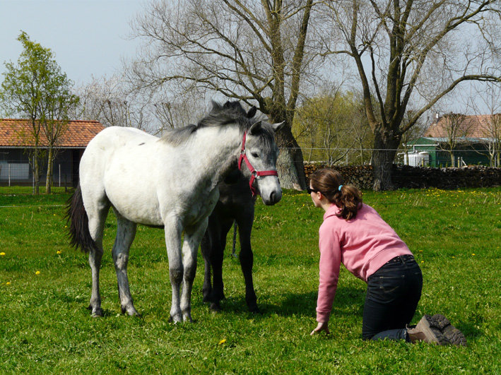 ELEVAGE EOZ - ASTRO BOY EOZ (Furzley Fox Trot x Elvey Jarnac) 100414080021146255829273