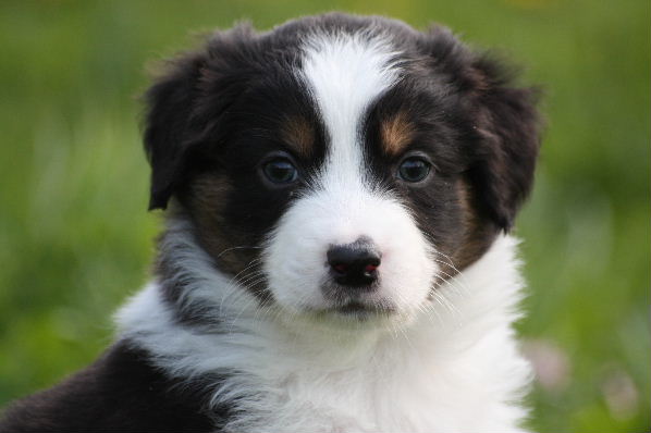 Flynn