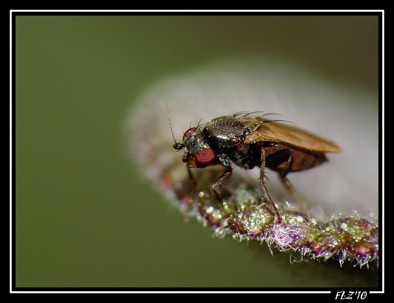 [Sphaeroceridae] petit moucheron