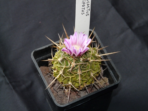 stenocactus crispatus 100421022307123975877337