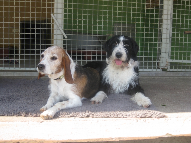 CH - Lilou et Athos (à adopter ensemble),spa de colombier 100424061653626665897341