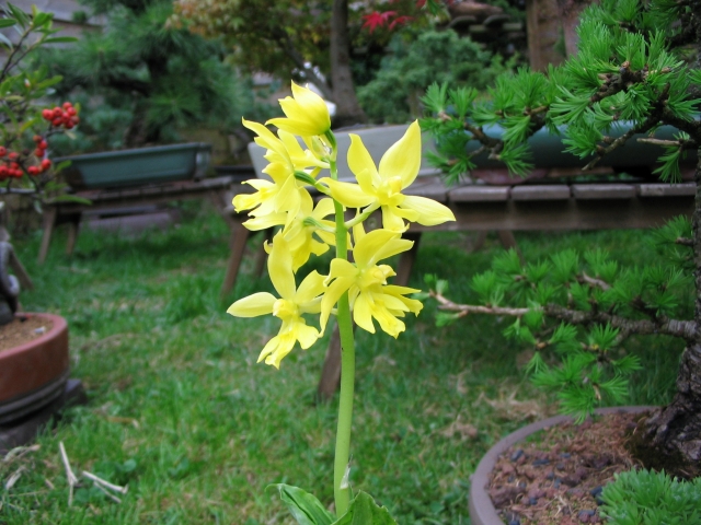 calanthe 100426070645653985912440