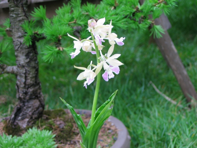 calanthe