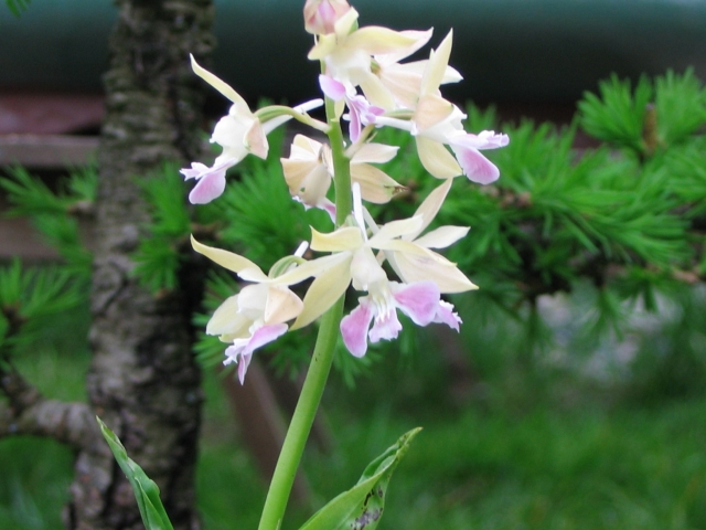 calanthe