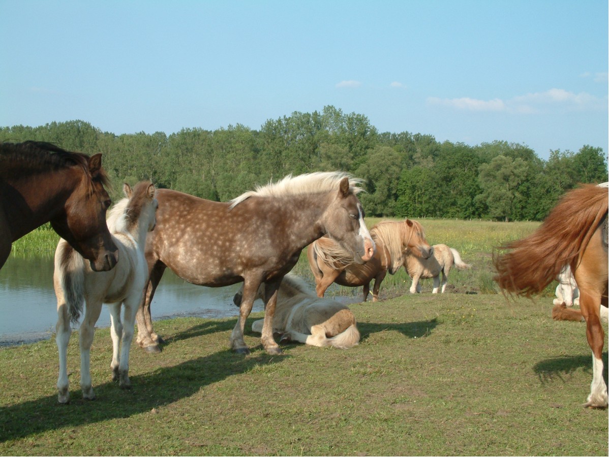 Re: Elevage d'Athis poneys Shetland - Page 12 10043012374665495932969