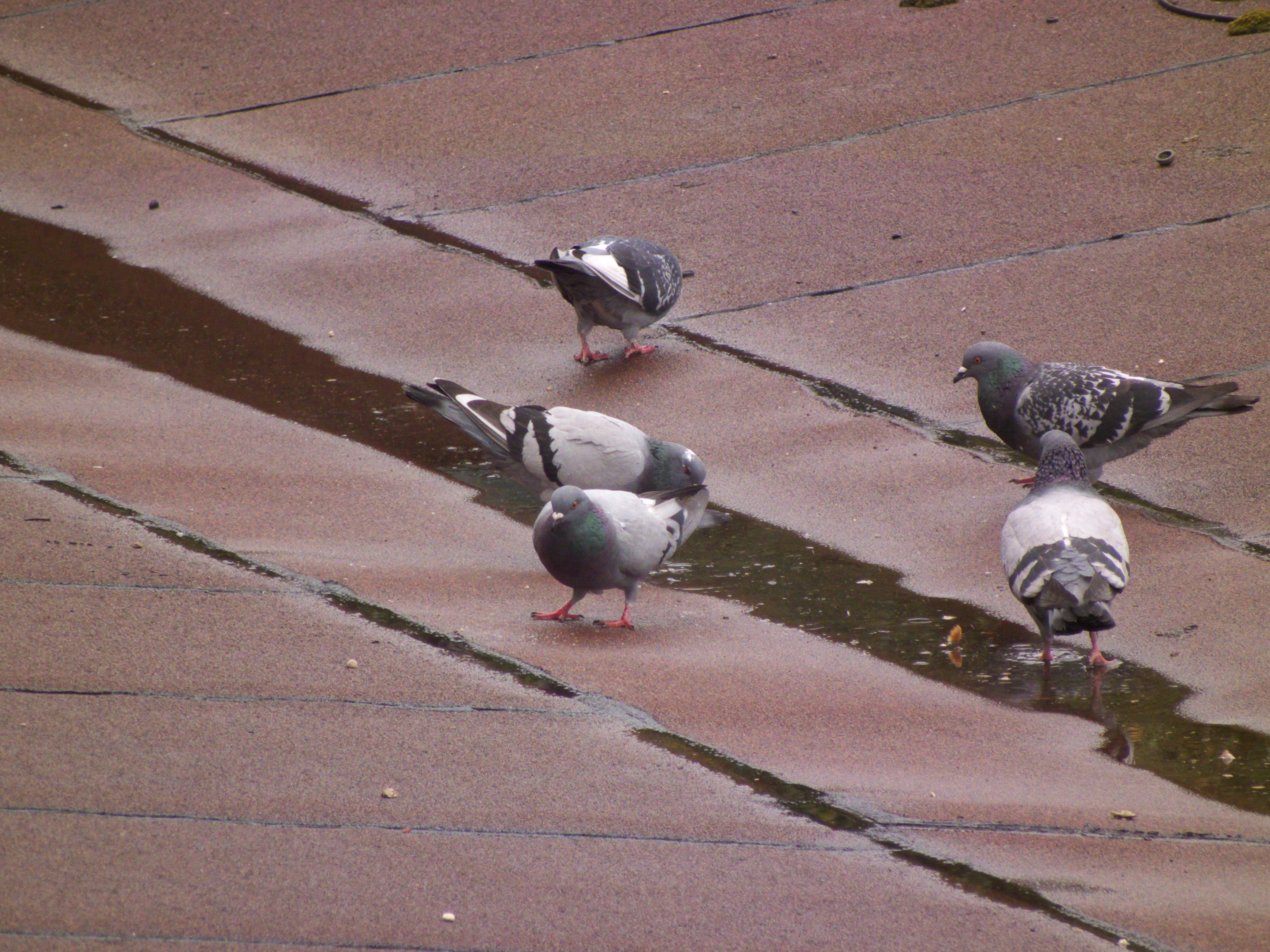 3Pigeons 19-F126-O5,6-V400-I400