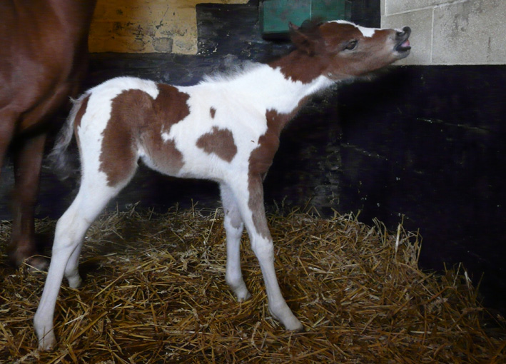 ELEVAGE EOZ - ASTRO BOY EOZ (Furzley Fox Trot x Elvey Jarnac) 100503083829146255959255