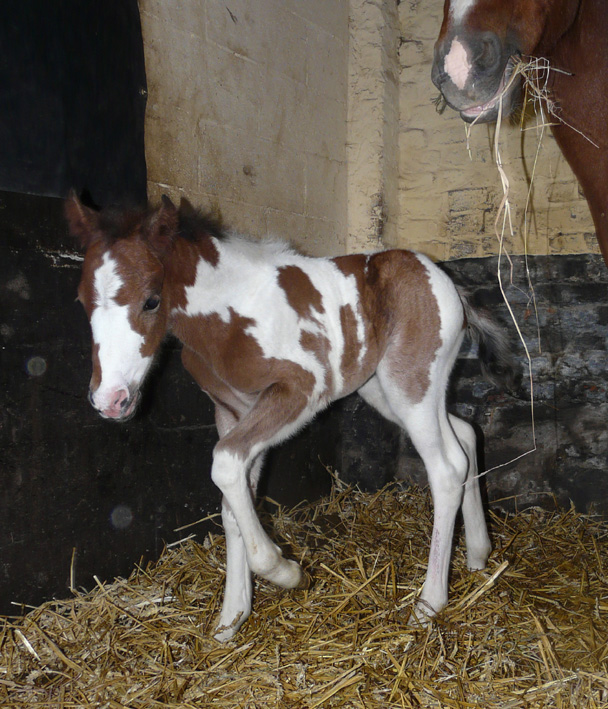 ELEVAGE EOZ - ASTRO BOY EOZ (Furzley Fox Trot x Elvey Jarnac) 100503083837146255959269