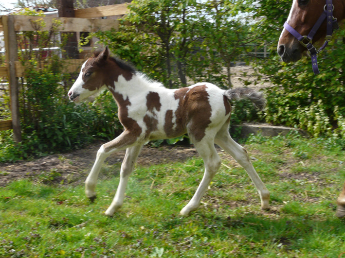 ELEVAGE EOZ - ASTRO BOY EOZ (Furzley Fox Trot x Elvey Jarnac) 100504054513146255964804