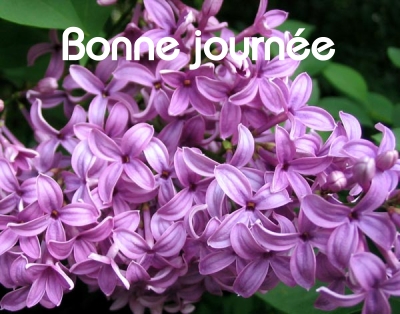 Bonne journée (lundi 10 mai) 100510024911148916000926