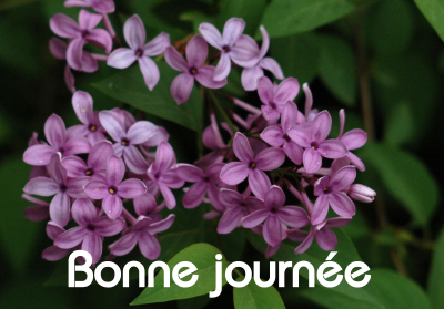 Bonne journée (jeudi 13 mai) 100510025040148916000930