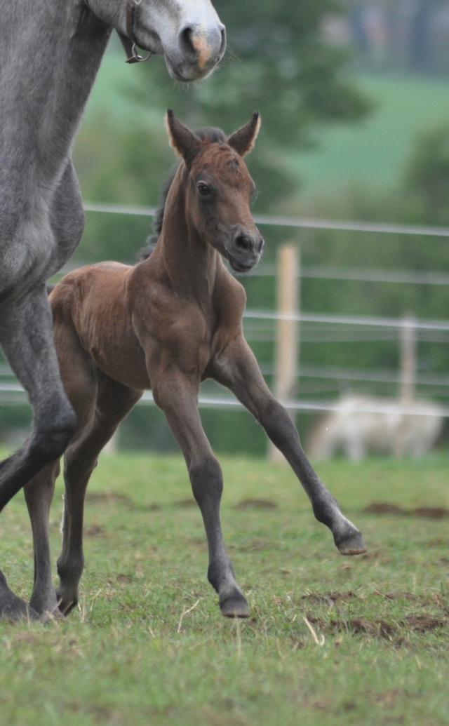 ELEVAGE TARTIFUME foals 2010 à réserver p3 - Page 2 100511014041816726009010