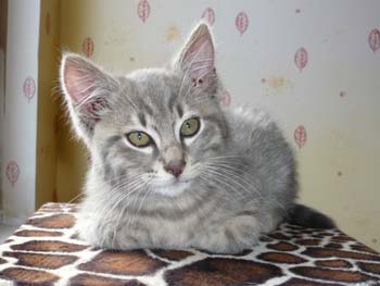 Spike, chaton gris 3 mois à mi Mai 100518120649713856056188