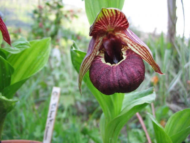 Cypripedium 2010 - Page 3 100519093502653986065097