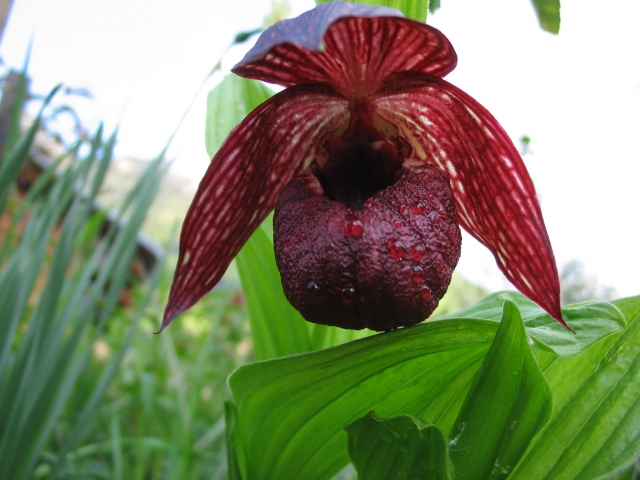 Cypripedium 2010 - Page 3 100519093525653986065101