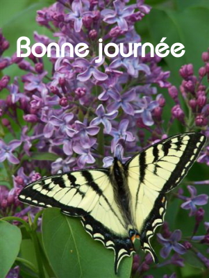 Bonne journée (dimanche 23 mai) 100522034104148916079881