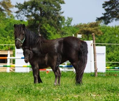 Cherche poulain/pouliche type shet pour trèèèèèès bonne famille 100522041045575776080038