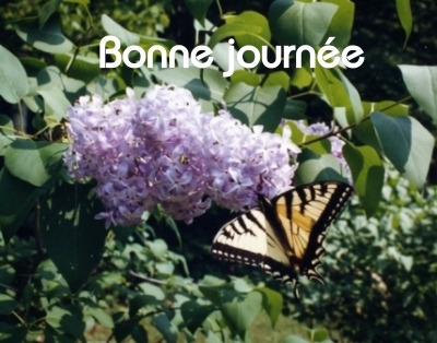 Bonne journée (jeudi 27 mai) 100525025434148916098186