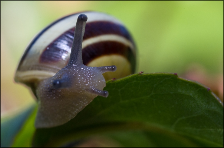 escargot1-web