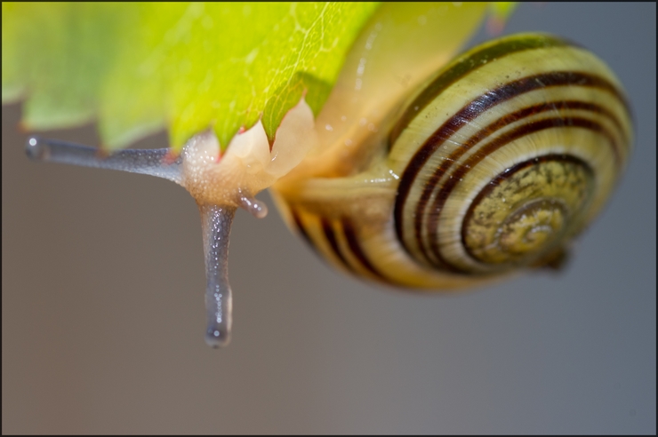 escargot2-web