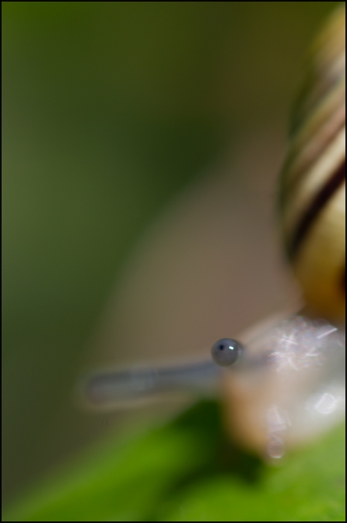 escargot4-web