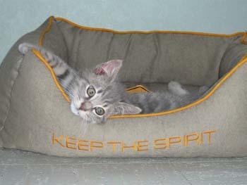 Spike, chaton gris 3 mois à mi Mai 100527100004713856115864